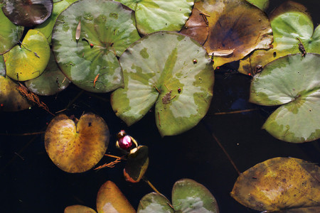 Lily pads floating in black waterの写真素材