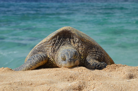 Turtle lying on the sandの写真素材