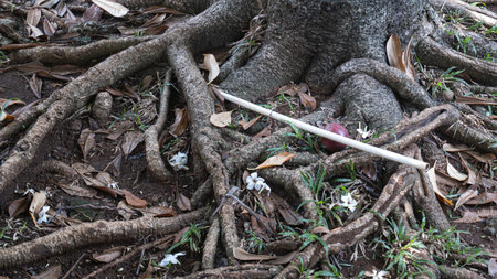 Roots of tree and fallen apple on the ground in the garden
