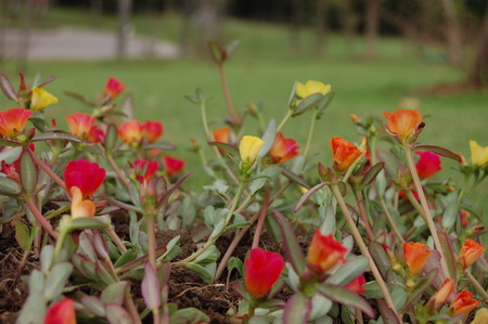 Beautiful flowerの写真素材