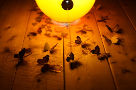 Butterfly with lightの写真素材