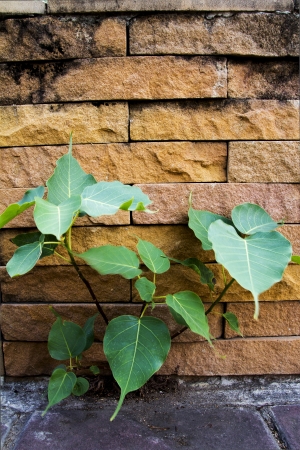   bodh tree on the background wallの写真素材