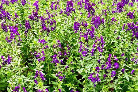 Beautiful purple flowers in the gardenの写真素材