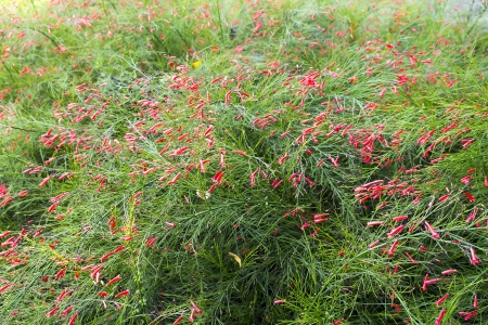 Beautiful red flowers in the gardenの写真素材