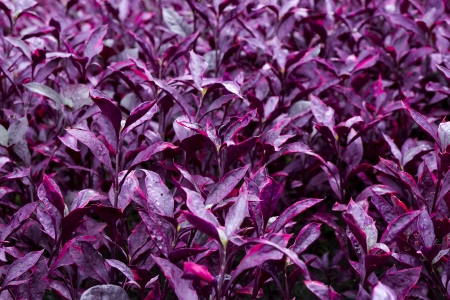 Beautiful purple leavesの写真素材