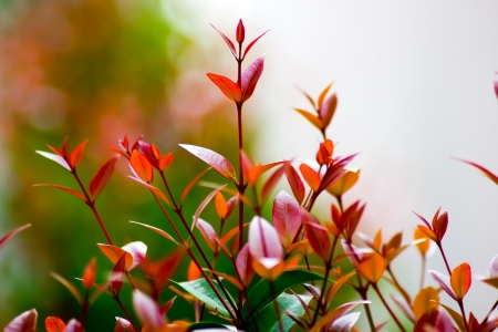 Red leaves of the syzygium campanulatumの写真素材