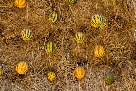 Melon with straw beautiful backdropの写真素材