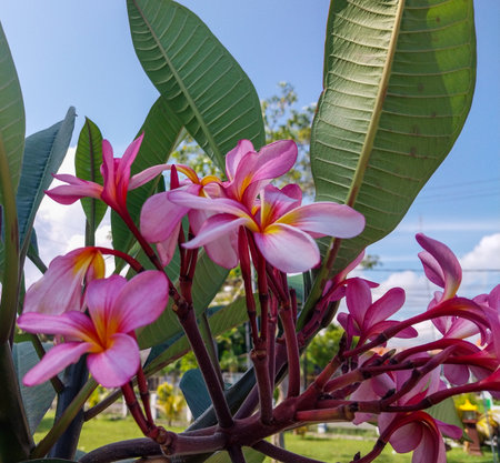 Plumeria flowers in the garden.Colorful flowers in the gardenの写真素材