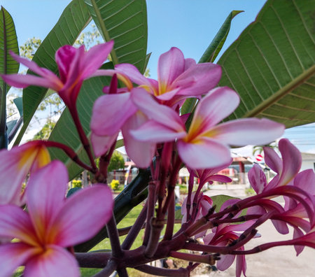 Plumeria flowers blooming in the garden.Colorful flowers in nature.の写真素材
