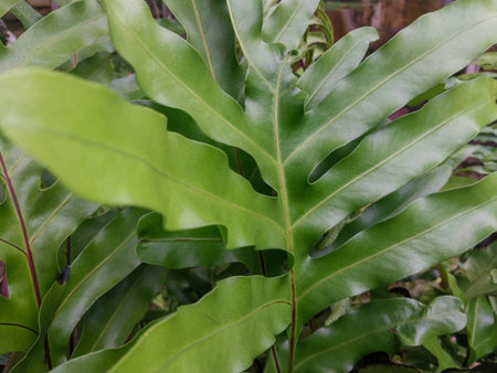 Green leaves of a fern in the botanical garden, Biak-Papua.