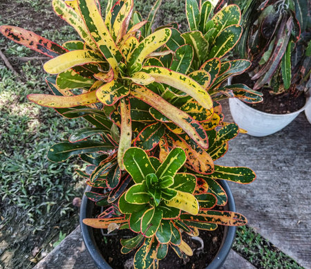 Close up of variegated variegated croton plant.