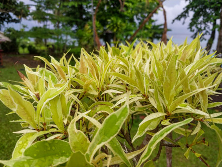 Close up of the leaves of a tree in the garden,の写真素材
