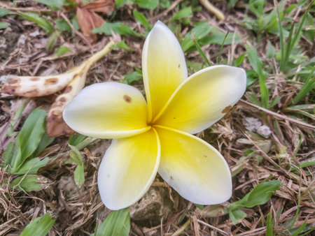 Frangipani flower on the ground in the garden, Biak Papua.のeditorial素材