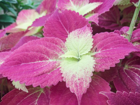 Purple leaves of coleus plant in the garden, stock photo