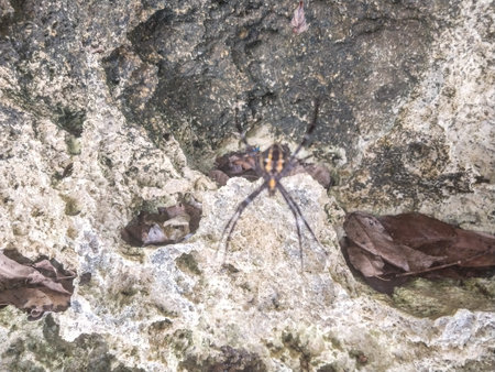 Spider on the rock in the rainforest of Biak Papua.のeditorial素材