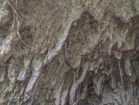 Bark of a tree in the forest, closeup of photo