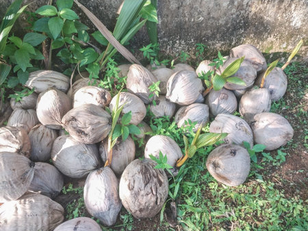 Harvested brown coconuts scattered on the ground in a rural village of Biak Island.