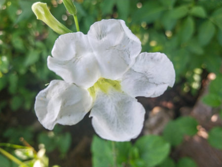 White Asystasia Gangetica Flower Blooming in Biak Island, Papua, Indonesia.
