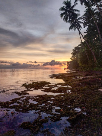 Tropical beach at sunset with palm trees in Biak-Papua