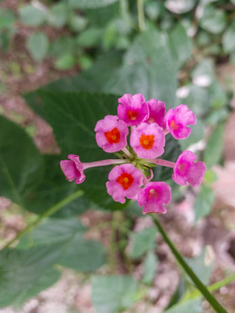 Pink Lantana camara flower in nature garden, Biak-Papua