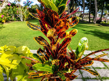colorful croton plant in the garden, beautiful photo digital picture