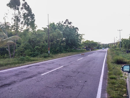 Road in the countryside with a lot of greenery and trees.