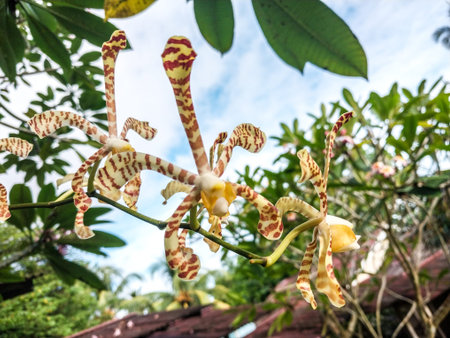 Beautiful orchids in the gardenの写真素材