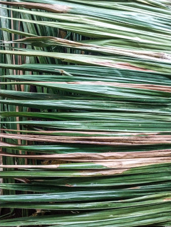 Palm leaf background. Close up of green palm leaf texture.