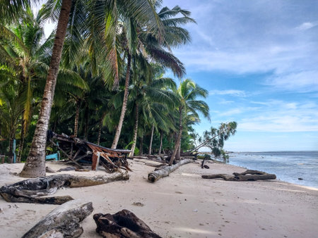 Tropical beach with coconut palm trees in Biak, Papua, Indonesia.