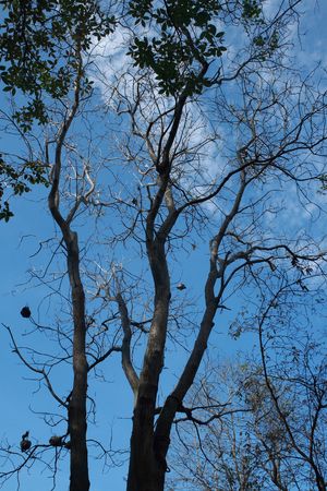 A late-day view of the trees with a leafless summer tree.