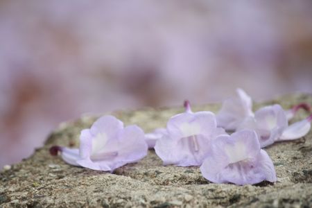 Violet flowers in rayong province thailand, southeast asiaの写真素材
