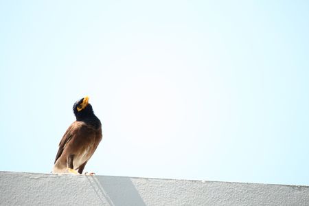 Most popular bird of Thailand, posing next to the fence.の写真素材