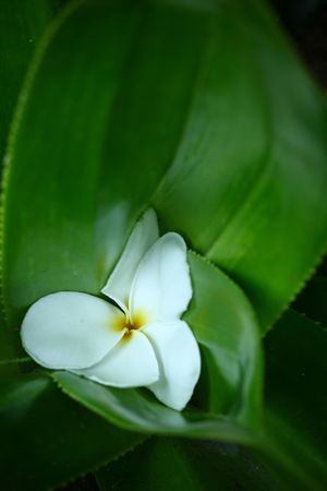 Tropical flower from Thailand or thai countryの写真素材