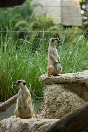 Meerkat or Suricate (suricata suricatta) , zoo asia