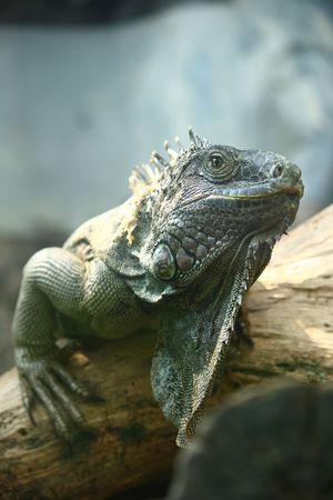 Close up of an iguana in profileの写真素材