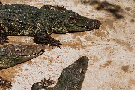 crocodiles show in Nakhonprathom zoo asiaの写真素材