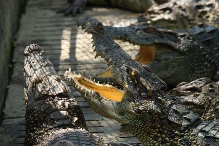 crocodiles show in Nakhonprathom zoo asiaの写真素材