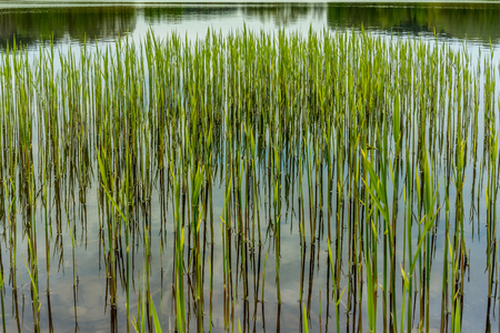 Spring bulrush and reed grow standing straight into clear and calm small lake. In background trees reflected in water.の写真素材