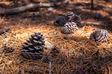 Many pine cones lying on ground covered with needles in late afternoon sun lightの写真素材