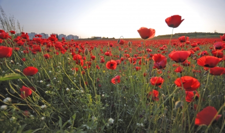 The Poppies Kingdomの写真素材