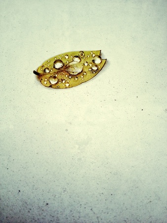 Some droplets on a yellow leafの素材