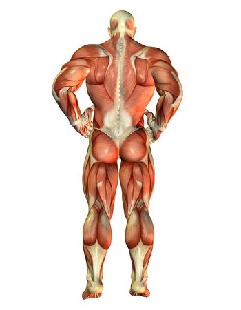 3D Rendering Muscle Body Builder view backの写真素材