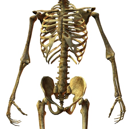 3D rendering of male bone Hull