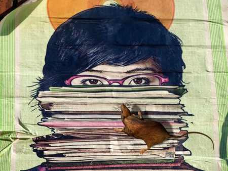 Illustration of a bookworm, reading ratの写真素材