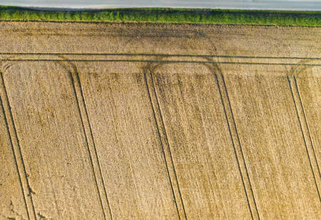 Aerial view of agricultural fields growing wheat crops ready for harvesting at harvest time. Crop...
