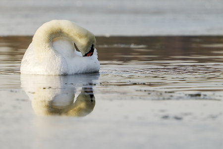 Solitary Mute Swan, Cygnus olor, swimming in icy cold water surrounded by a frozen lake at Skelton Lake, Leeds, West Yorkshire.の写真素材
