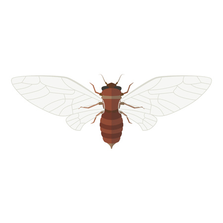 Cicada vector illustration. Isolated insect with open wings on white backgroundのイラスト素材