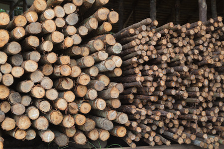 Group of log in wood shopの写真素材