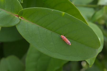 firefly on green leaf close up