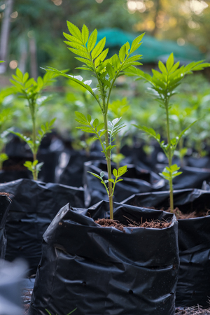 Marigold flowers growing, Marigold flowers bag in Marigold flowers farmの写真素材